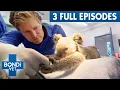 Non-Stop Bondi Vet 3 Hours of Full Episodes Bondi Vet