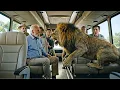 Lagu An Escaped Lion Entered the Bus. Everyone Ran Except One Old Man. Did the Old Man Survive?