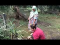 Download Lagu Pulang ibadah langsung buru buah dikebun kakak ipar||wah banyaknya buah disini