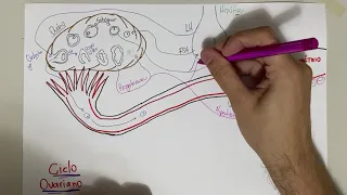 Ciclo Ovariano: Vídeo-Esquema.