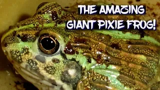 The Amazing Giant Pixie Frog