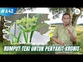 Lagu mannfaat rumput teki untuk pengobatan yg luar bias