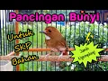 Download Lagu Sikatan Kerongkongan Putih Gacor | Skp Gacor | Pancingan Bunyi Sikatan Kerongkongan Putih