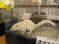 Japanese Pet Store To The EXTREME