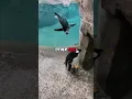 Kindest Man In The World Helps A Penguin 🐧
