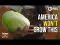 Lagu The Vegetables 99% of American Farms Refuse to Grow