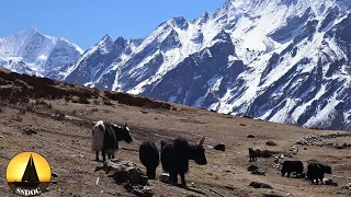 Langtang Trek – Nepal 🇳🇵