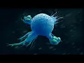 Macrophages The Destroyers