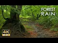 Forest Rain - Gentle Rain Sounds for Sleep Relaxation