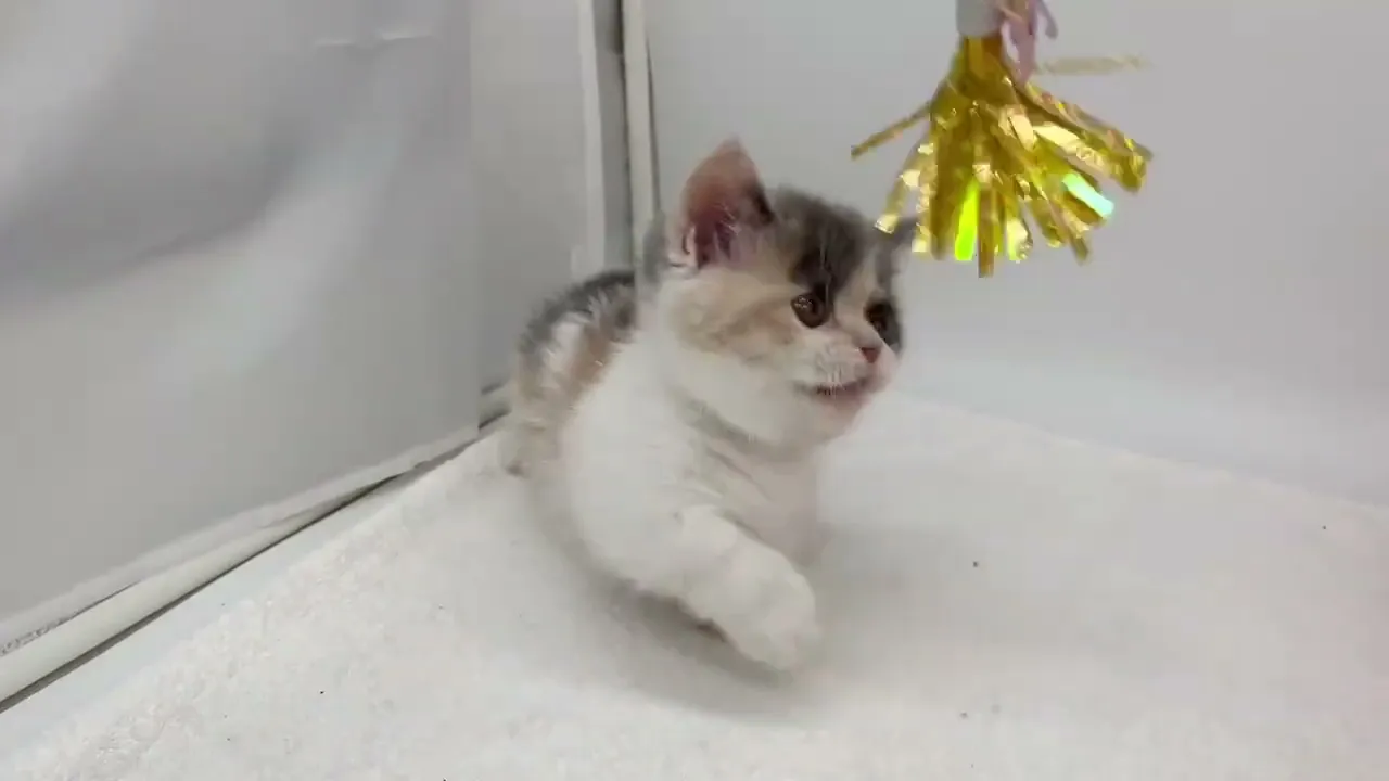 動画