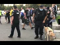 Download Lagu Ce nu s-a văzut la TV din Dinamo – U Cluj! Jandarmii au pus câinii pe dinamoviști | PROSPORT NEWS