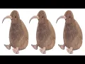 kiwi 10 hours