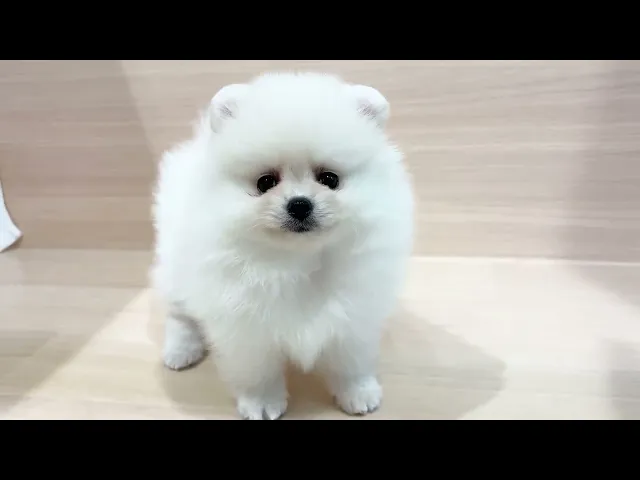 動画
