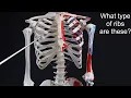 Quiz on Vertebrae Ribs and Sternum