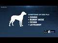 Verify Is the Dog Flu vaccine effective