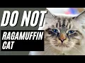 7 Reasons You Should NOT Get A Ragamuffin Cat