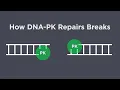 Lagu How DNA-PK Facilitates Repair from Double-Stranded DNA Breaks
