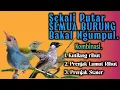 Download Lagu Prenjak Lumut Kombinasi Kutilang Ribut ‼️ Suara Pikat Paling Ampuh.