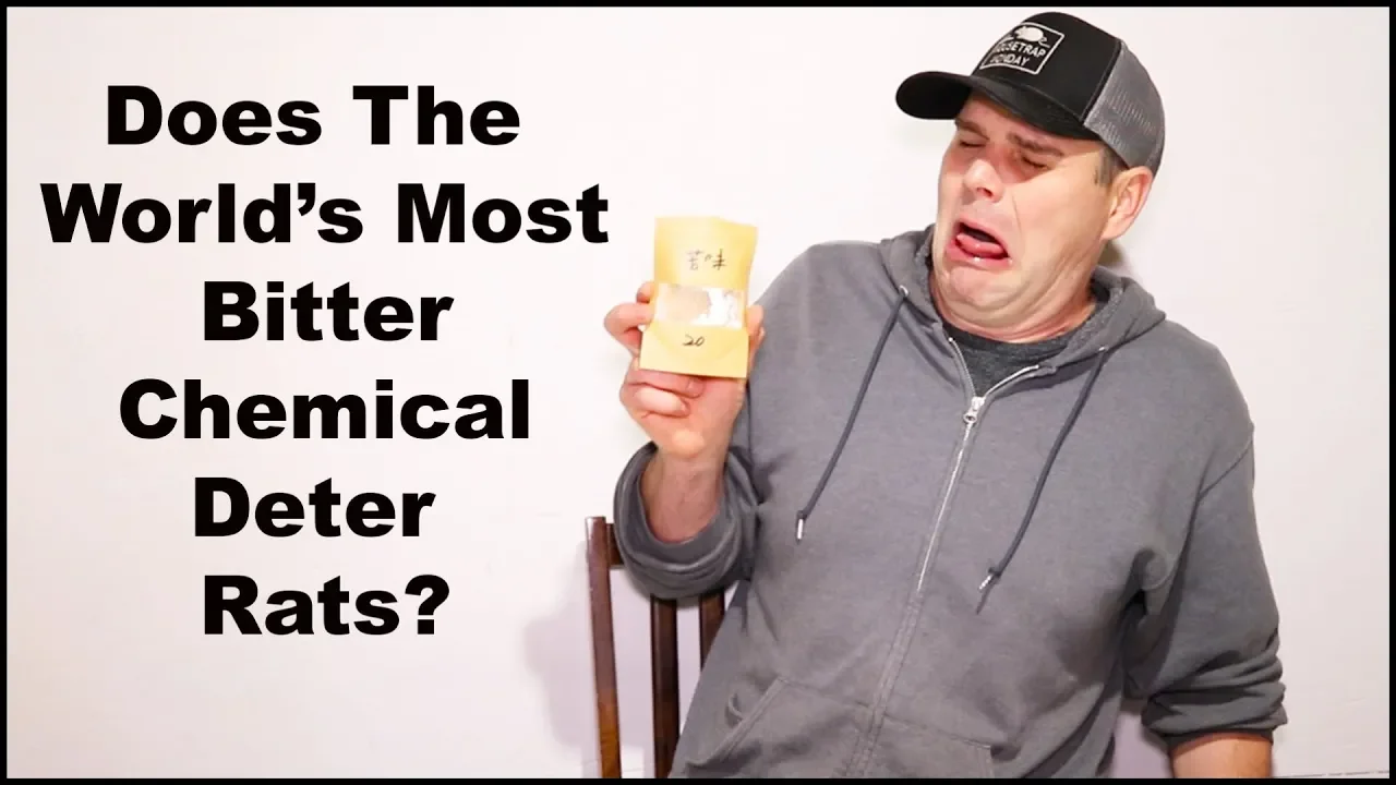 Does The World' Most BITTER Chemical Deter Rats? Mousetrap Monday.