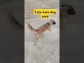 Download Lagu cute dog bark in road #fypシ゚viral #dogies #funnyanimal #funny #highlights