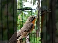 Download Lagu suara sikatan mugimaki #kicaumonster #kicaumania #birds