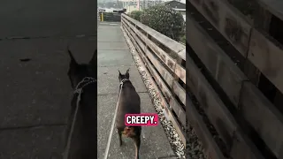 #Fyp #dream #YouTube #doberman #pets