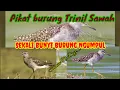Download Lagu Suara pikat burung trinil sawah terbaru // sekali bunyi burung langsung kumpul #burung #pikat #sawah