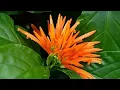 JUSTICIA SPICIGERA MUICLE miracle plant