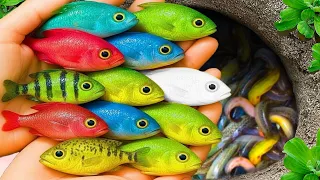 Catch beautiful aquarium fish in small pond baby turtles molly fish xecan tadpoles dinosaur eel
