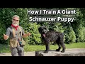 Giant Schnauzer Puppy Training Obedience Socialization for a Family Guard Dog
