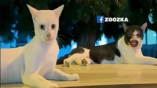 شاهد اقوي و افضل تجميعة ل زووزكا    زوزكا دندنها