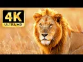 Download Lagu African Safari 4K - Scenic Wildlife Film With Calming Music