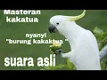 Download Lagu masteran kakatua nyanyi burung kakatua / melatih kakatua bicara #kakatuanngomong #parrot #kakatua