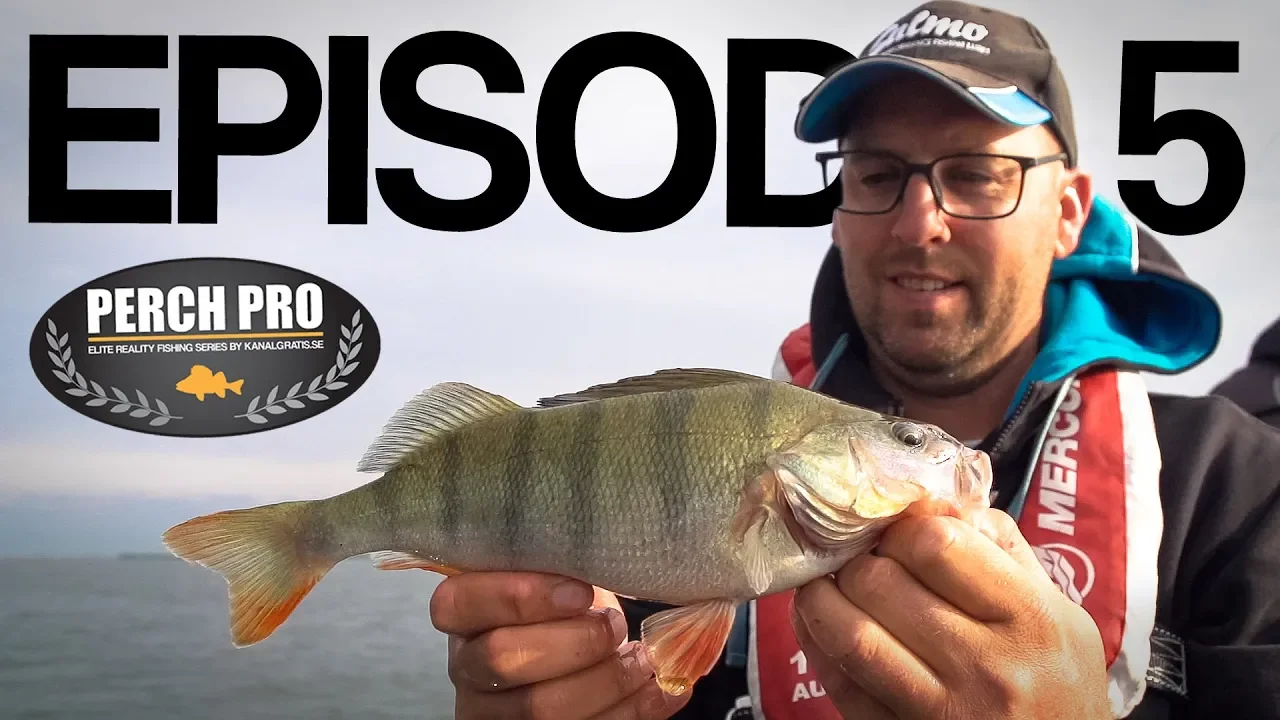 video Perch pro 5 - 2018