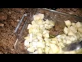 3 Ingredient Ranch Potatoes Recipe