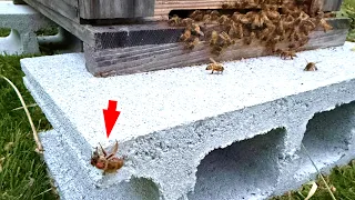 女王蜂が巣から追放されてしまいました