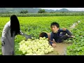 Download Lagu Harvesting white melons bring to market to sell encountered a storm that blew away the whole market