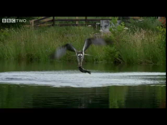 Ospreys Catching Fish - The Animal's Guide To Britain, Episode 1 Preview - BBC Two
