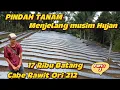 Download Lagu HAL PENTING PINDAH TANAM CABE MENJELANG MUSIM HUJAN