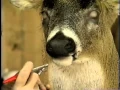 Finishing a Whitetail Deer