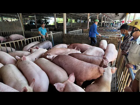 Bán đàn heo thu về 10 tỷ đồng | NNHN