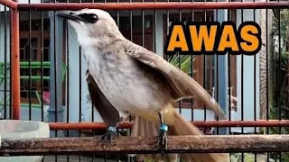 burung trucuk gacor ropel speed bikin emosi trucuk lain yang dengar