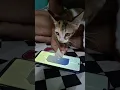 Download Lagu My Cat Spin Aspirant Free Draws 🗿🤣  #mobilelegends #mlbb #mlbbcreatorcamp  #mobilelegendsbangbang