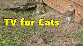 Cat TV Mice Videos For Cats To Watch Extravaganza Mouse Fun 