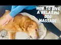 How to Massage Your Dog for Relaxation Mobility Longevity