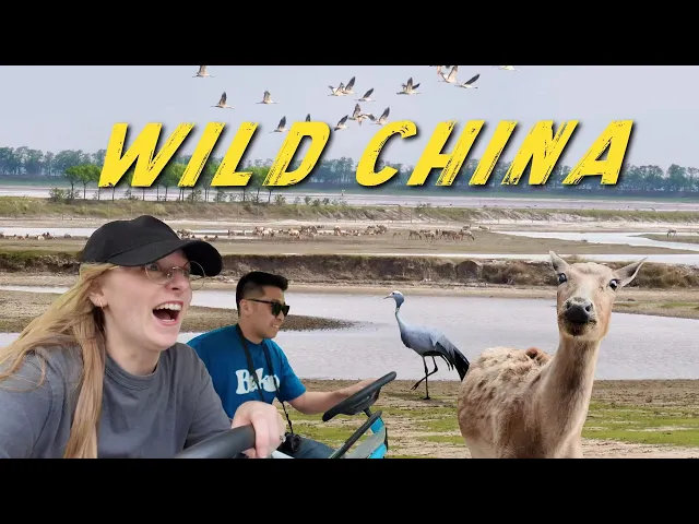 We Found WILD Deer in China's Forgotten Wetlands