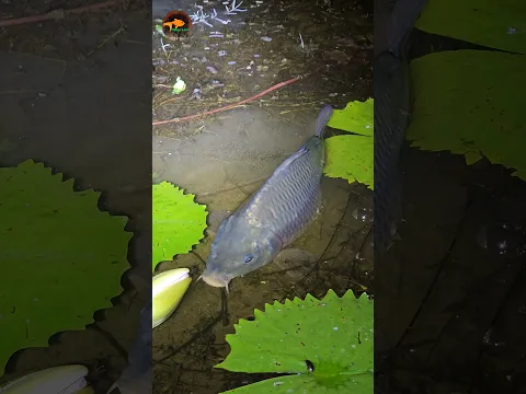 Monsoon Night Hand Fishing (Part_4) #nighthandfishing #nightfishing #fishcatching