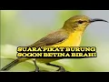 Download Lagu Suara pikat burung sogon betina birahi #burungsogon  #pikatburung