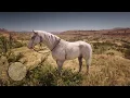 Few spot Appaloosa Location