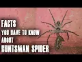 HUNTSMAN SPIDER All you have to know about this spider